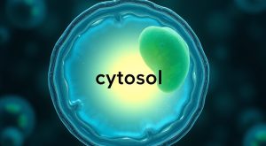 CITOLES Nedir, Neye Yarar, Nasıl Kullanılır CITOLES Nedir, Neye Yarar, Nasıl Kullanılır