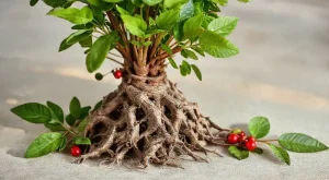 Ashwagandha: Stresle Başa Çıkmada Doğal Yardımcı